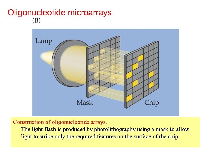 Oligonucleotide microarrays Construction of oligonucleotide arrays. The light flash is produced by photolithography using