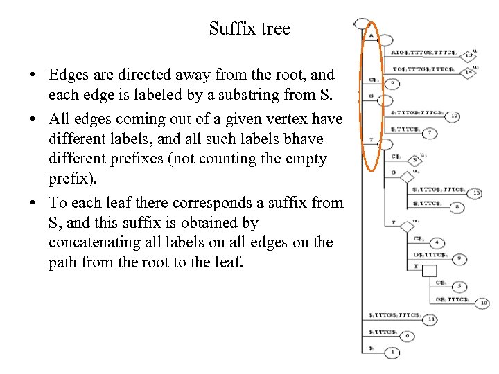 Suffix tree • Edges are directed away from the root, and each edge is