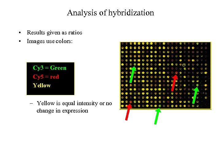 Analysis of hybridization • Results given as ratios • Images use colors: Cy 3