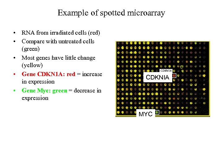 Example of spotted microarray • RNA from irradiated cells (red) • Compare with untreated