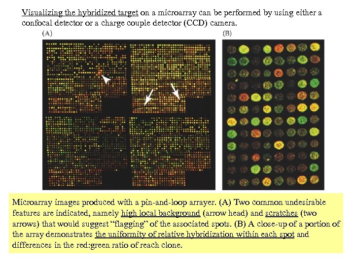 Visualizing the hybridized target on a microarray can be performed by using either a