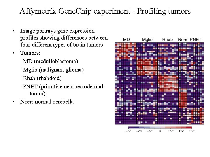 Affymetrix Gene. Chip experiment - Profiling tumors • Image portrays gene expression profiles showing