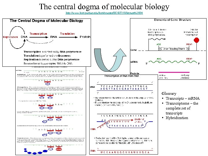 The central dogma of molecular biology http: //www. hort. purdue. edu/hort/courses/HORT 250/lecture%2004 Glossary •