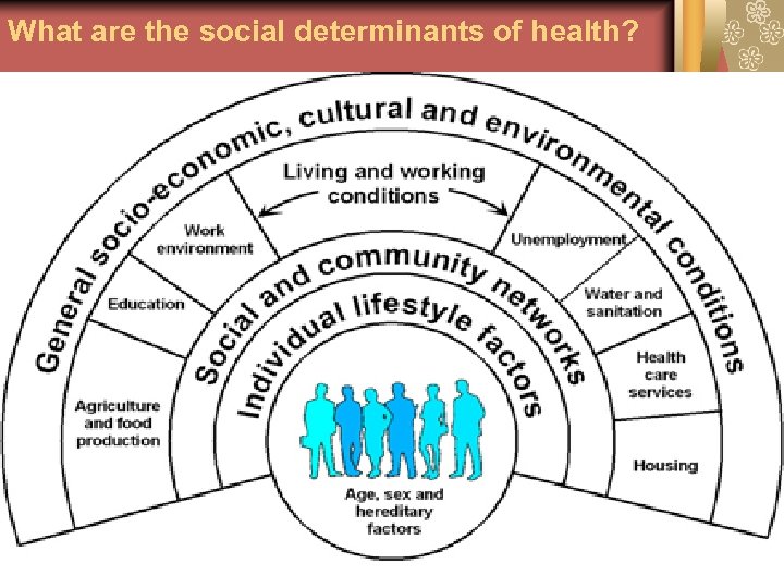 What are the social determinants of health? 