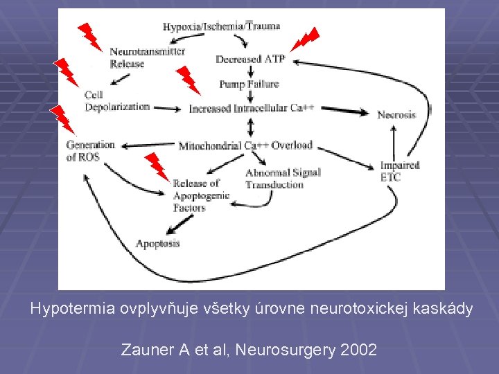 Hypotermia ovplyvňuje všetky úrovne neurotoxickej kaskády Zauner A et al, Neurosurgery 2002 