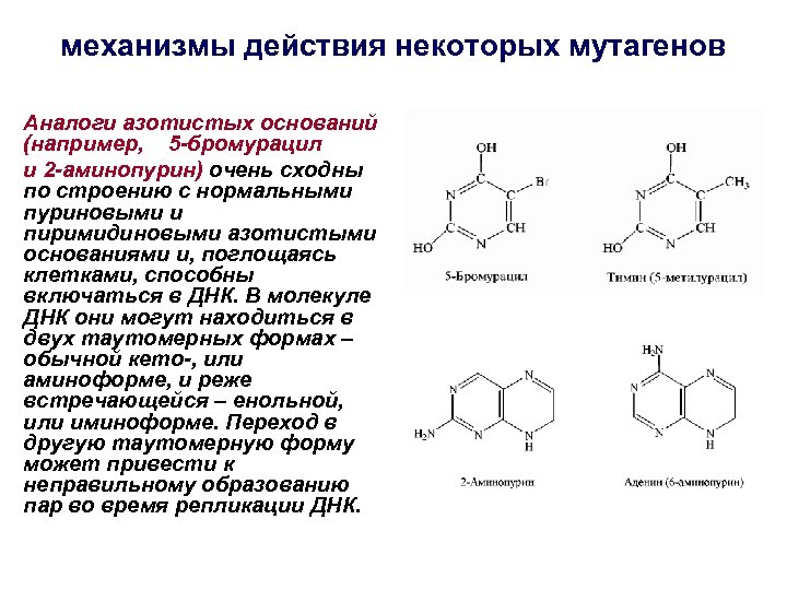 механизмы действия некоторых мутагенов Аналоги азотистых оснований (например, 5 -бромурацил и 2 -аминопурин) очень