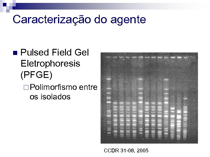 Caracterização do agente n Pulsed Field Gel Eletrophoresis (PFGE) ¨ Polimorfismo entre os isolados