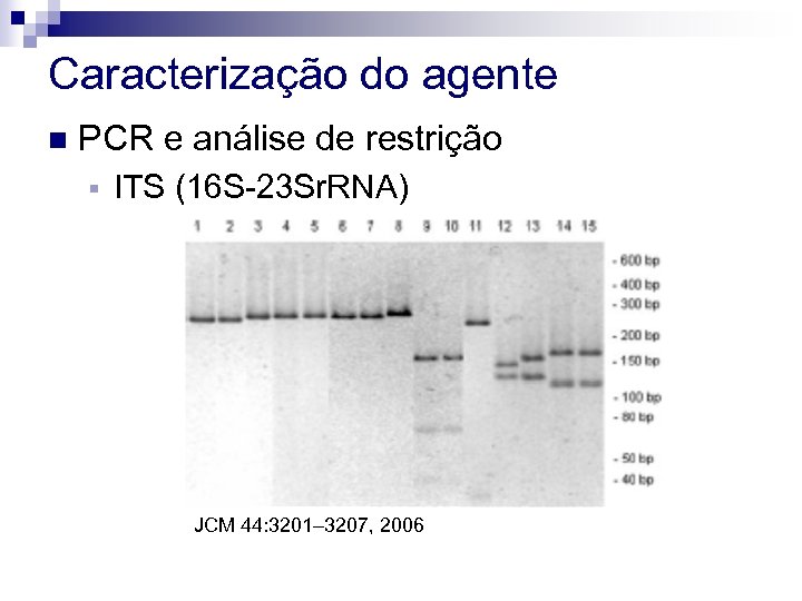 Caracterização do agente n PCR e análise de restrição § ITS (16 S-23 Sr.