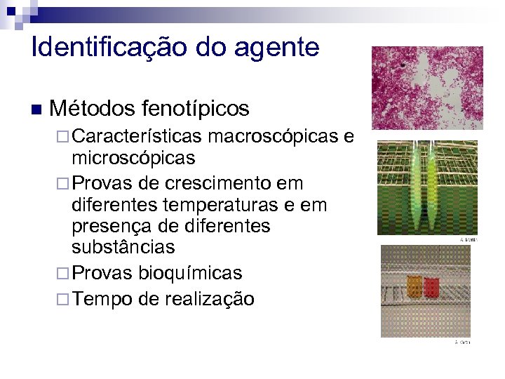 Identificação do agente n Métodos fenotípicos ¨ Características macroscópicas e microscópicas ¨ Provas de