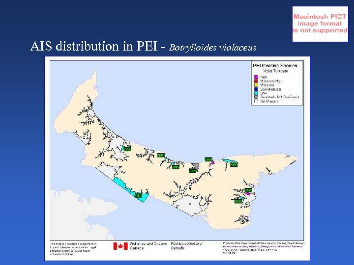AIS distribution in PEI - Botrylloides violaceus 