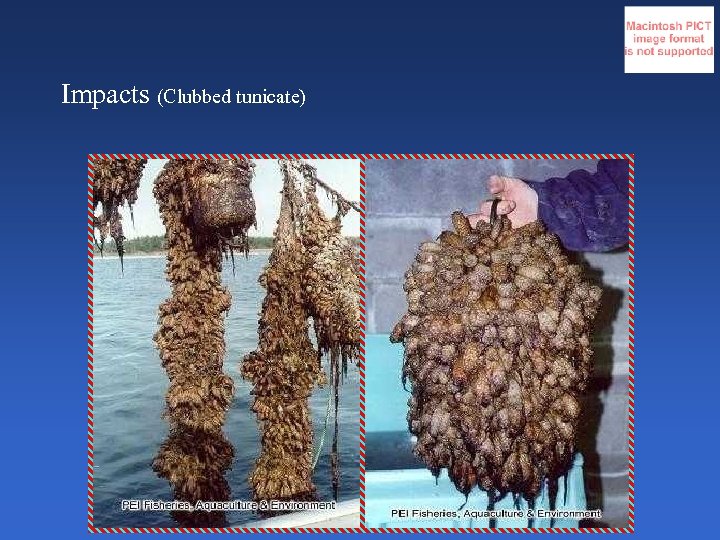 Impacts (Clubbed tunicate) 