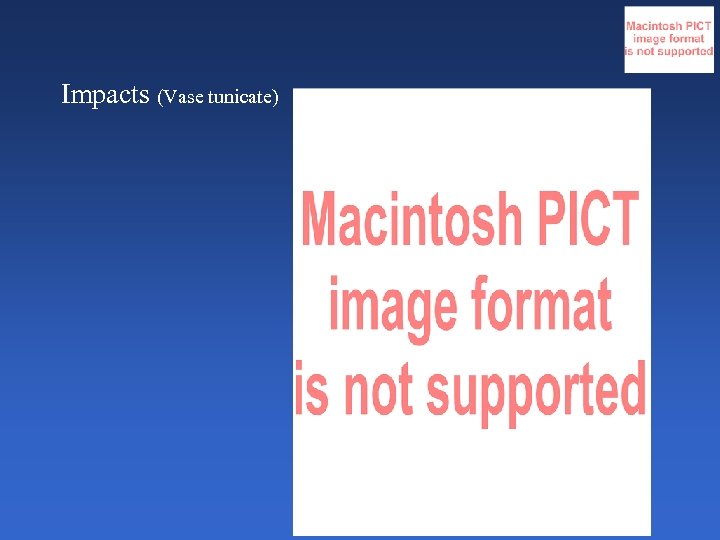 Impacts (Vase tunicate) 