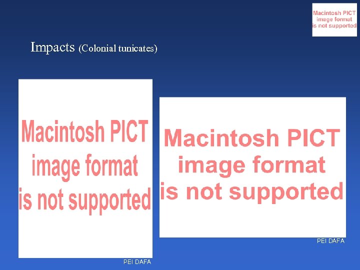 Impacts (Colonial tunicates) PEI DAFA 