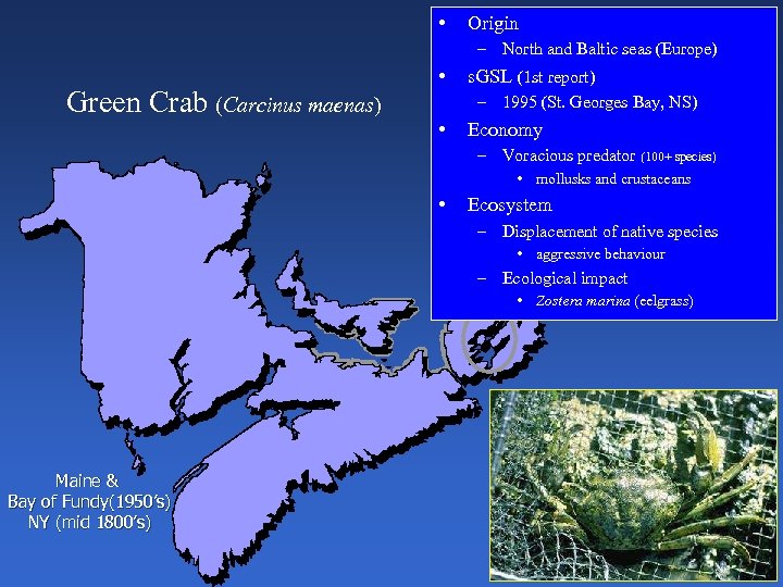  • Origin – North and Baltic seas (Europe) Green Crab (Carcinus maenas) •