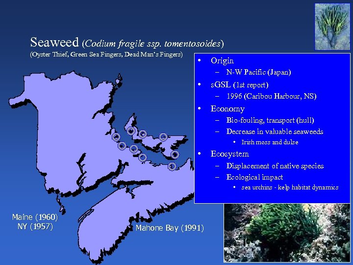 Seaweed (Codium fragile ssp. tomentosoides) (Oyster Thief, Green Sea Fingers, Dead Man’s Fingers) •