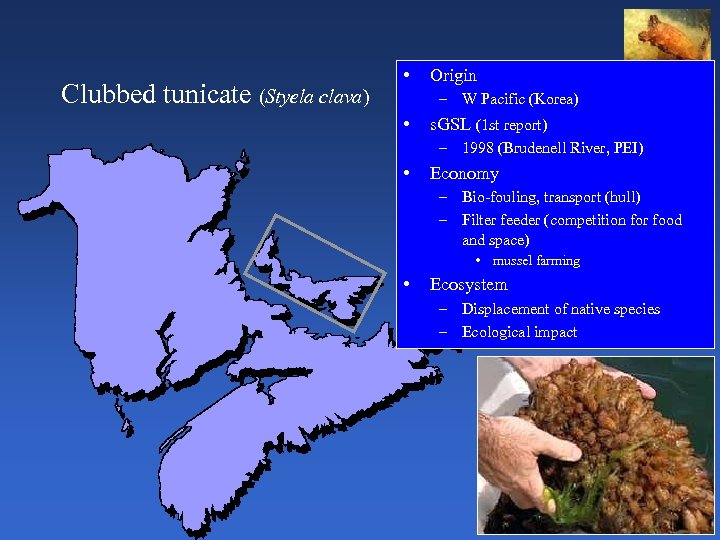 Clubbed tunicate (Styela clava) • Origin – W Pacific (Korea) • s. GSL (1
