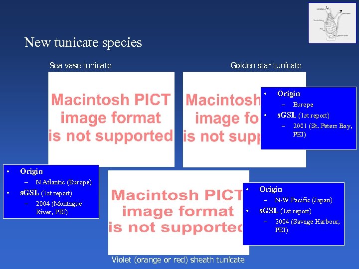 New tunicate species Sea vase tunicate Golden star tunicate • Origin – • s.