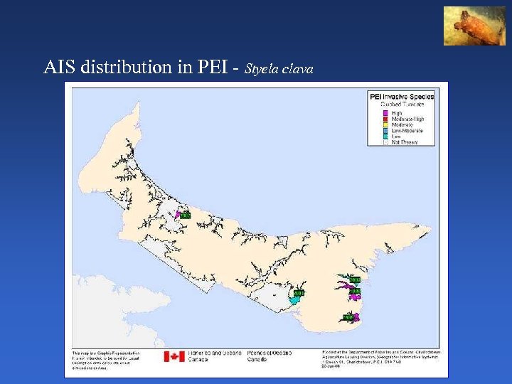 AIS distribution in PEI - Styela clava 