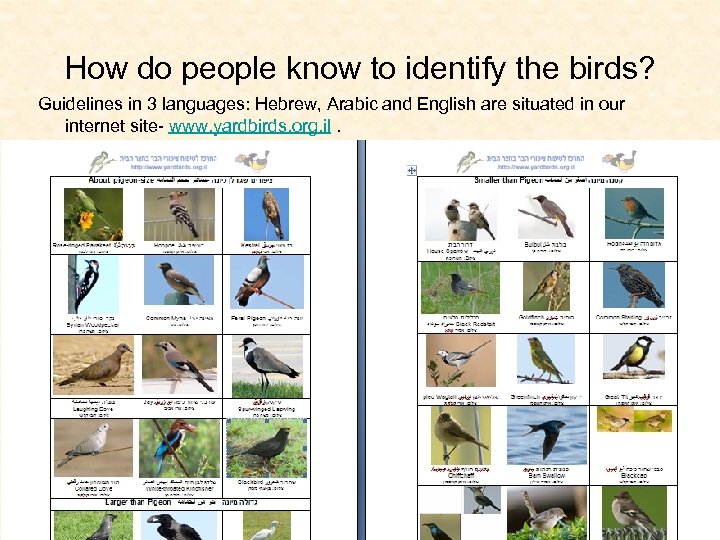 How do people know to identify the birds? Guidelines in 3 languages: Hebrew, Arabic