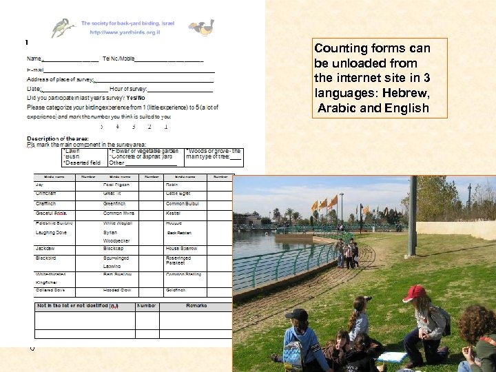 Counting forms can be unloaded from the internet site in 3 languages: Hebrew, Arabic