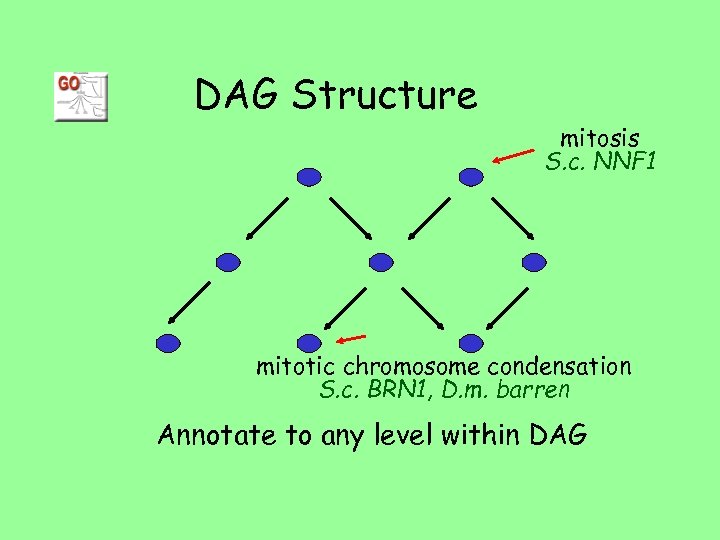 DAG Structure mitosis S. c. NNF 1 mitotic chromosome condensation S. c. BRN 1,