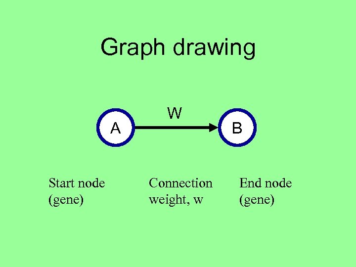 Graph drawing A Start node (gene) W Connection weight, w B End node (gene)