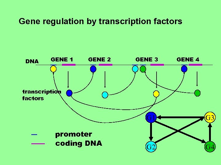 Gene regulation by transcription factors DNA GENE 1 GENE 2 GENE 3 GENE 4