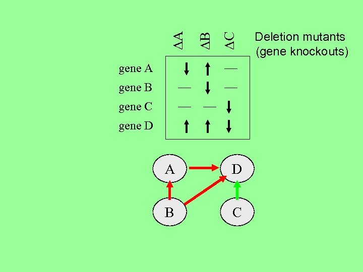 DC DB DA gene B gene C gene D A D B C Deletion