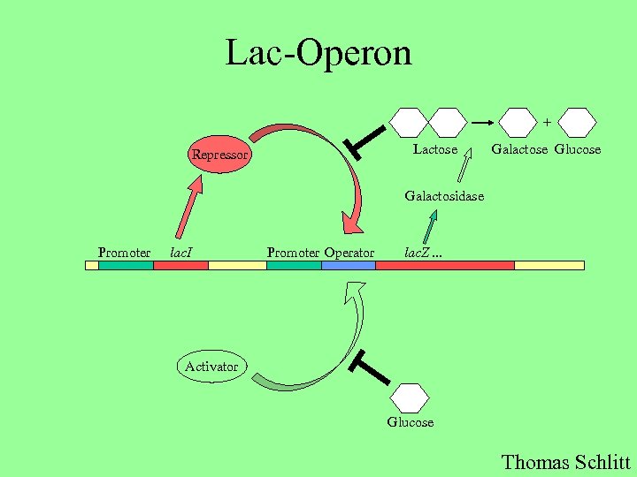 Lac-Operon + Lactose Repressor Galactose Glucose Galactosidase Promoter lac. I Promoter Operator lac. Z.