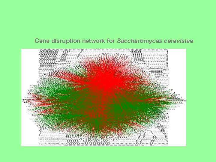 Gene disruption network for Saccharomyces cerevisiae 