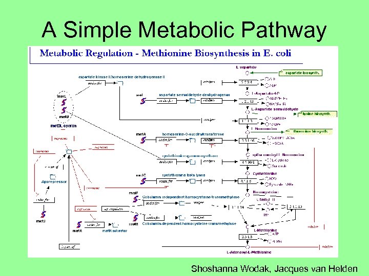 A Simple Metabolic Pathway Shoshanna Wodak, Jacques van Helden 