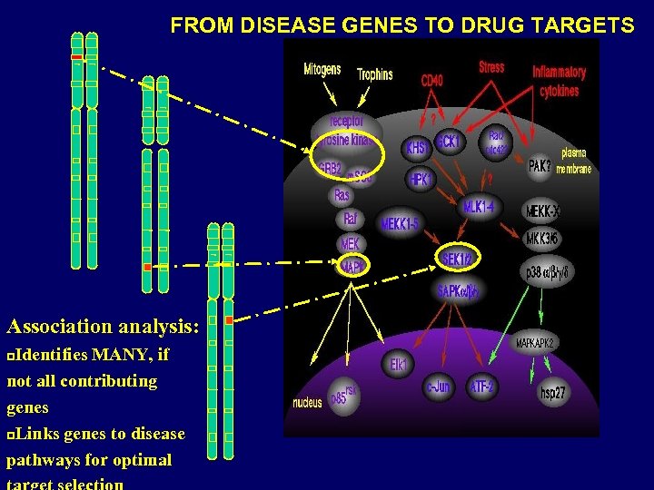 FROM DISEASE GENES TO DRUG TARGETS Association analysis: Identifies MANY, if not all contributing