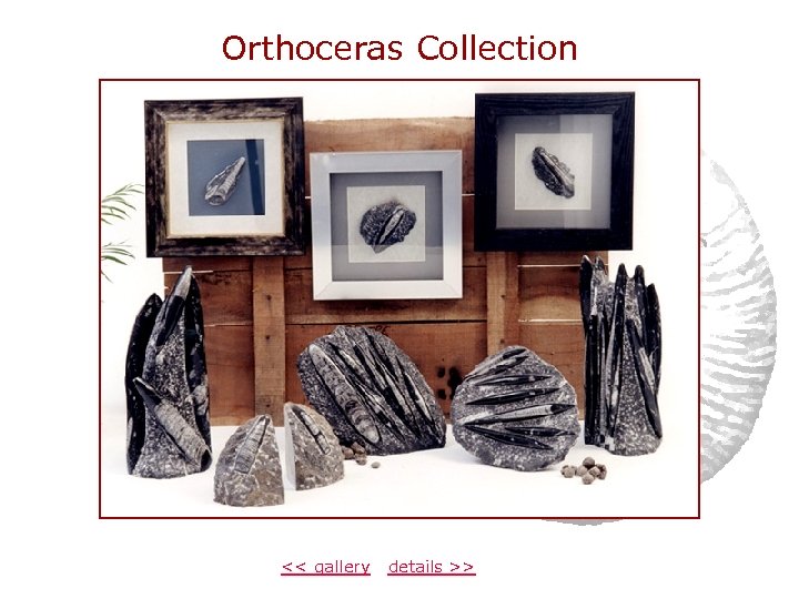 Orthoceras Collection << gallery details >> 