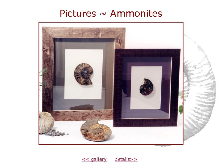 Pictures ~ Ammonites << gallery details>> 