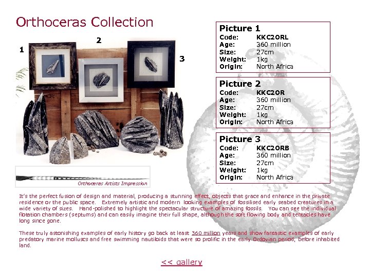 Orthoceras Collection 1 Picture 1 2 3 Code: Age: Size: Weight: Origin: KKC 2