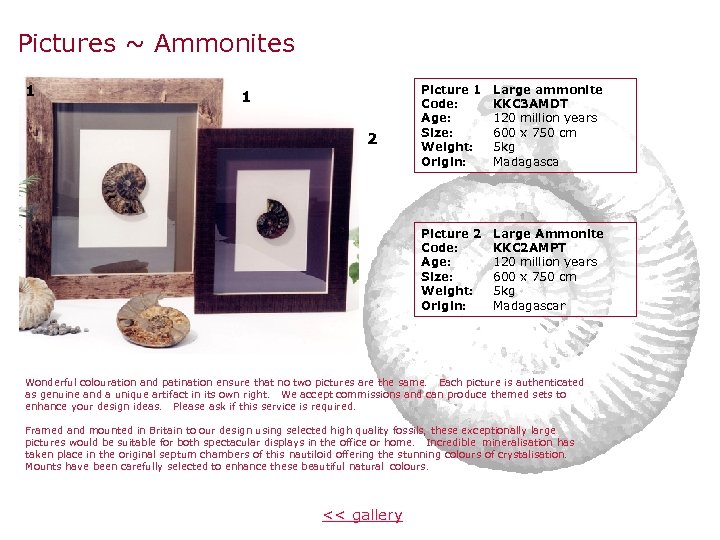 Pictures ~ Ammonites 1 2 Picture 1 Code: Age: Size: Weight: Origin: Large ammonite