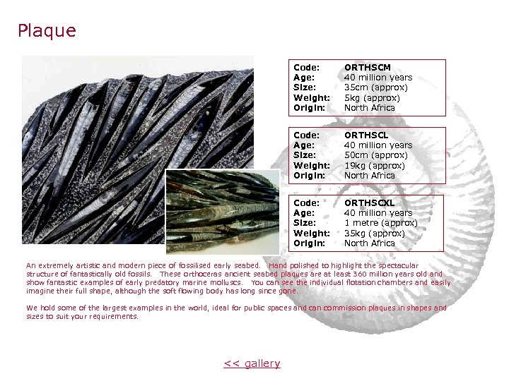 Plaque Code: Age: Size: Weight: Origin: ORTHSCM 40 million years 35 cm (approx) 5