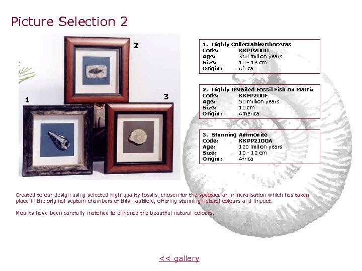 Picture Selection 2 2 1 1. Highly Collectable Orthoceras Code: KKPP 2000 Age: 360