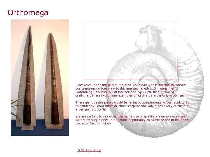 Orthomega Discovered in the foothills of the Atlas Mountains, these spectacular ancient sea creatures