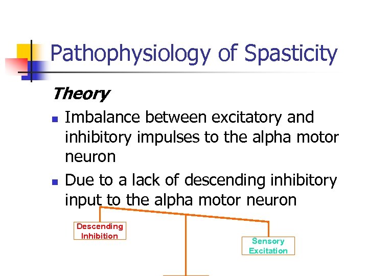 Pathophysiology of Spasticity Theory n n Imbalance between excitatory and inhibitory impulses to the