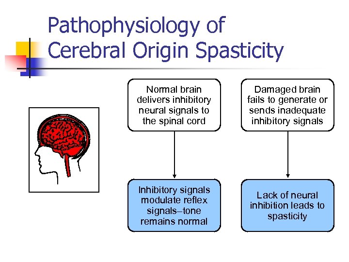 Pathophysiology of Cerebral Origin Spasticity Normal brain delivers inhibitory neural signals to the spinal