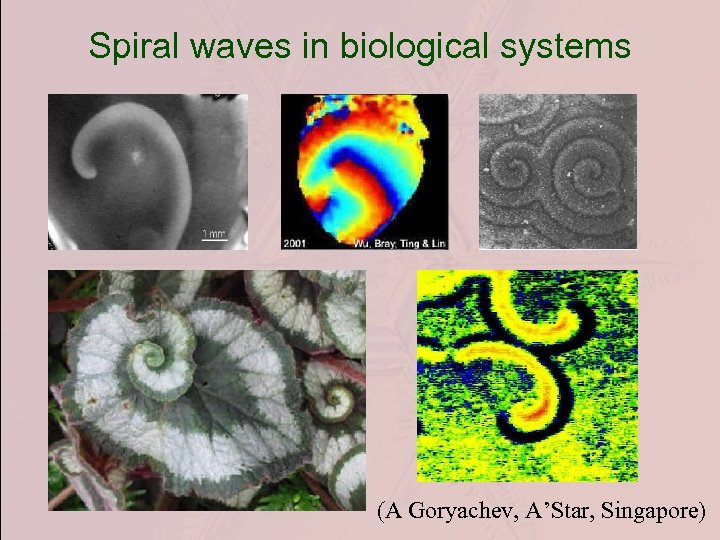 Spiral waves in biological systems (A Goryachev, A’Star, Singapore) 