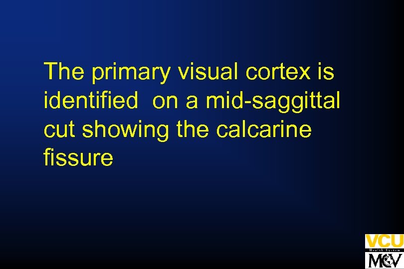 The primary visual cortex is identified on a mid-saggittal cut showing the calcarine fissure
