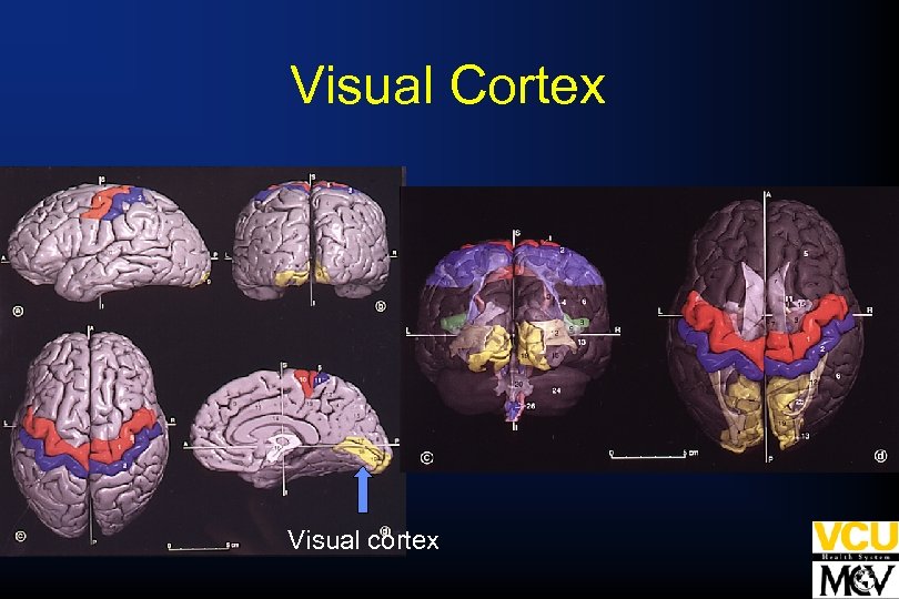 Visual Cortex Visual cortex 
