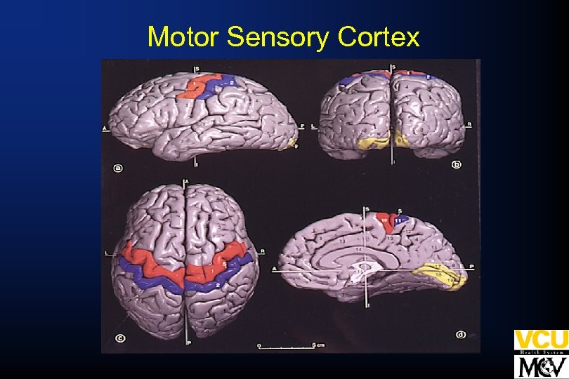 Motor Sensory Cortex 