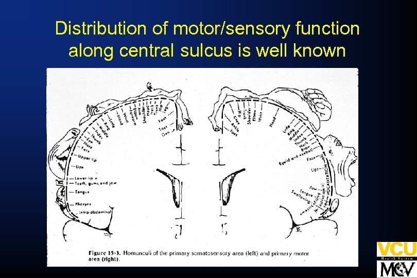 Distribution of motor/sensory function along central sulcus is well known 