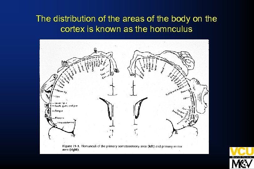 The distribution of the areas of the body on the cortex is known as