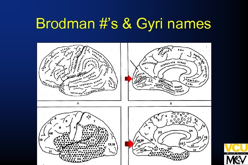Brodman #’s & Gyri names 