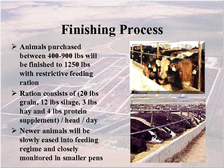 Finishing Process Ø Animals purchased between 400 -900 lbs will be finished to 1250