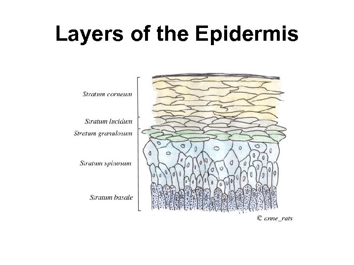 Layers of the Epidermis 